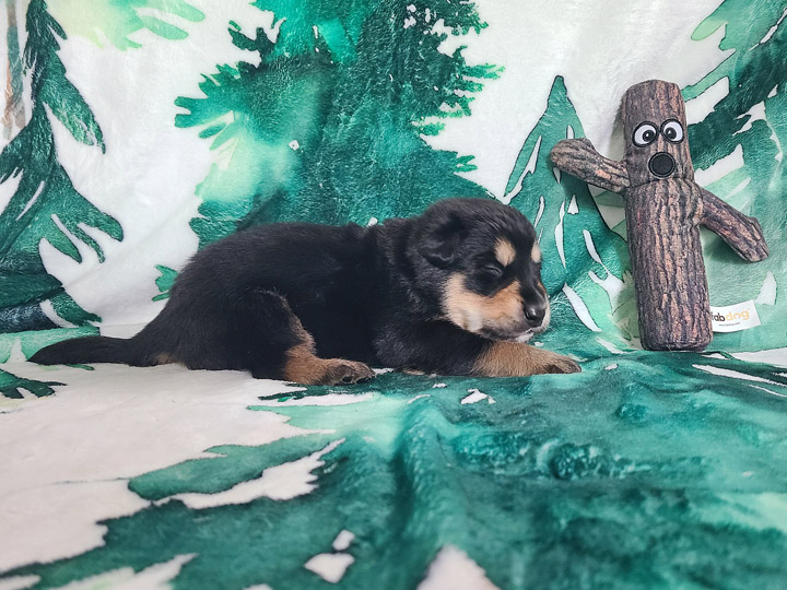 chinook puppy
